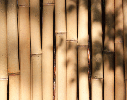 Bambus — rozporządzenie EUDR a system ISZTAR